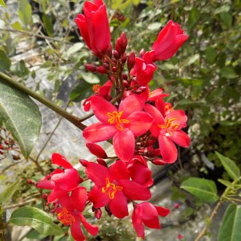 יטרופית-תמימה-פריחה