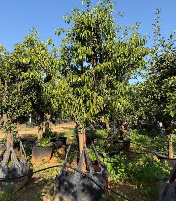 לימון יוזו בוגר 4-5 צול למכירה - מחיר