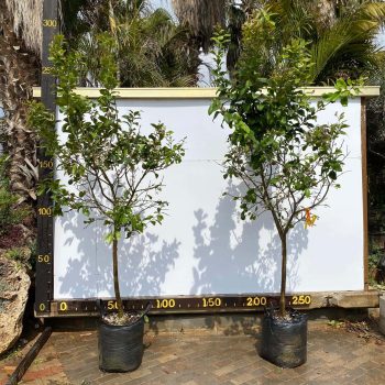 לימון יוריקה 50 ליטר (1)