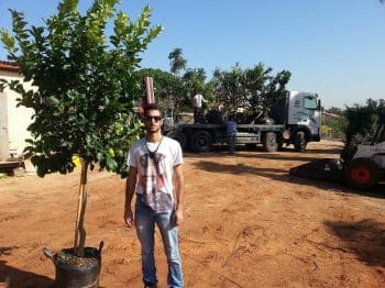 לימון יוריקה- עצי פרי חצי בוגרים | הדר נוי משתלות