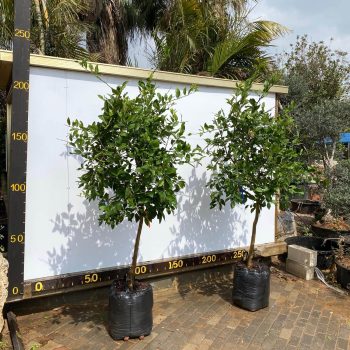 לימון ליים 50 ליטר (2)