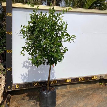 לימון ליים 50 ליטר (3)