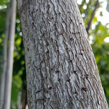 לפלון-בכותי-גזע