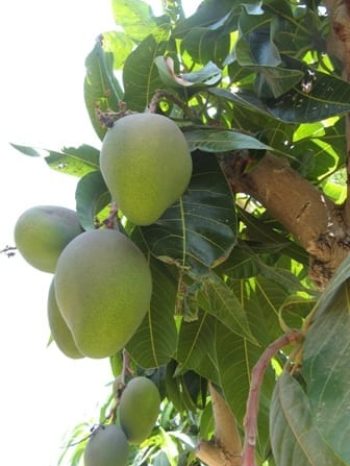 עץ מנגו - עצי פרי | הדר נוי משתלות