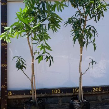 מנגו מאיה 50 ליטר (1)