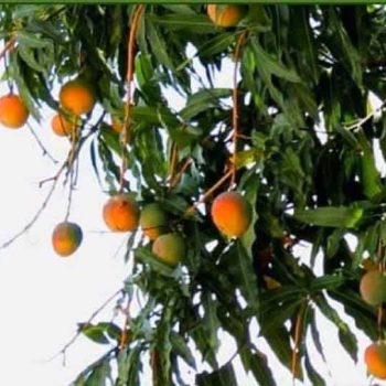 מנגו תמונה כללית