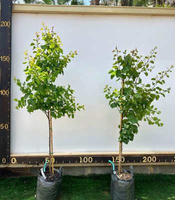 עץ משמש רעננה 25 ליטר למכירה - מחיר