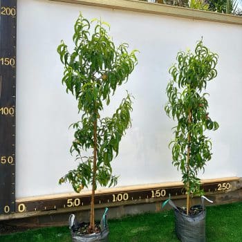 נקטרינה לבנה 25 ליטר (1)