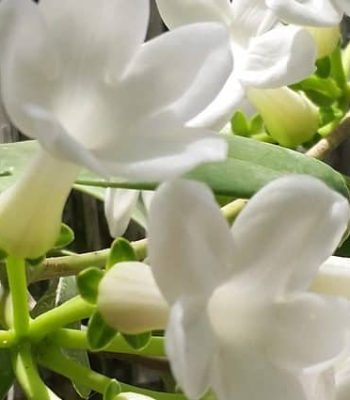 סטפנוטים_10ל_6