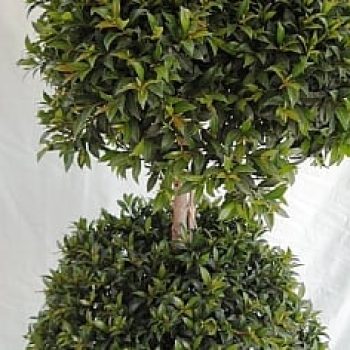 סיזיגיום כדור קומותיים על גזע