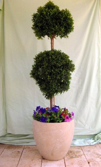 סיזיגיום כדור קומותיים על גזע2