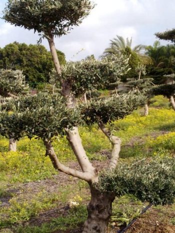עץ-זית-בונסאי