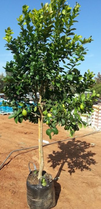 עץ לימון יוריקה