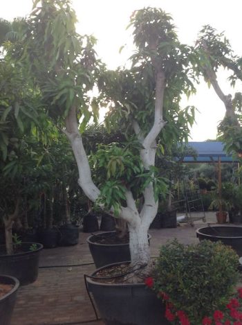 עץ מנגו מאיה במבצע