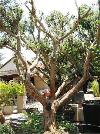 עץ פג'ויה בוגר