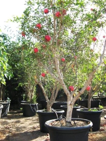 עץ רימון עכו