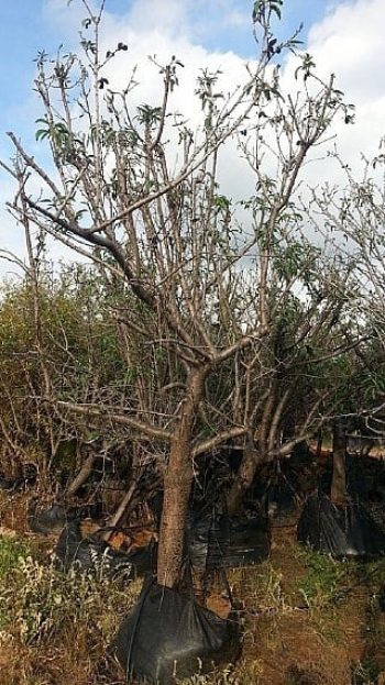 עץ שקד בוגר