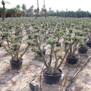 עצי זית בונסאי שתולים בתוך מיכל מכונים לגינת גג פאטיו וכו