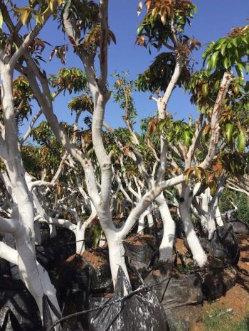 עצים בוגרים לאחר עקירה