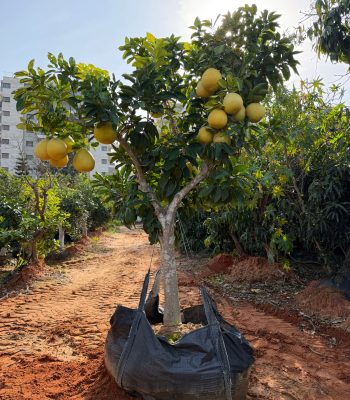 עץ פומלה לבנה בוגר למכירה - מחיר
