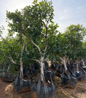 עץ פומלית לבנה בוגר למכירה - מחיר