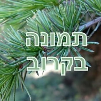 תמונה בקרוב