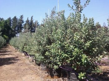 פיג'ויה- עצי פרי חצי בוגרים | הדר נוי משתלות