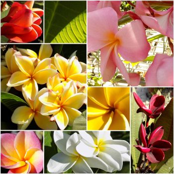 פיטנה-פלומריה-מגוון-זנים