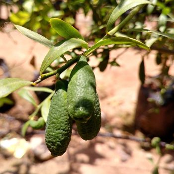 פינגר-ליים-ירוק