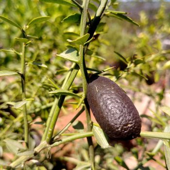פינגר-ליים-פרי-שחור