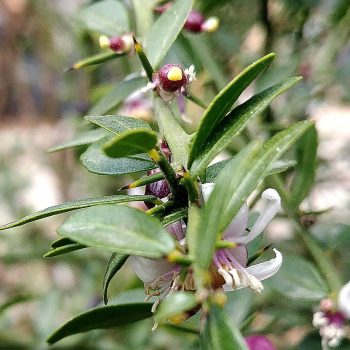 פינגר-ליים-פריחה-ופרי