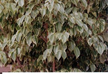 פיקוס בנימינה - עצי נוי | הדר נוי משתלות