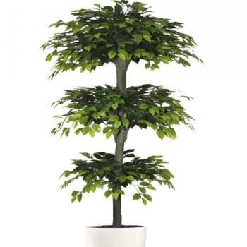 פיקוס משולש