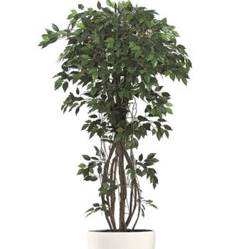 פיקוס שורשים