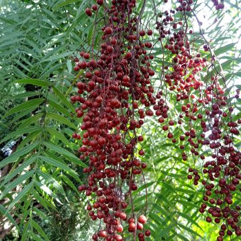 פלפלון-בכותי-פירות