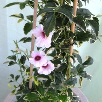 פנדוראה מגוונת שתול בכד