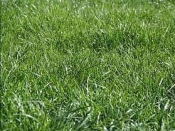 פספלום נדני