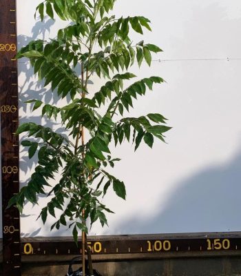 עץ פקאן דלמס 25 ליטר למכירה - מחיר