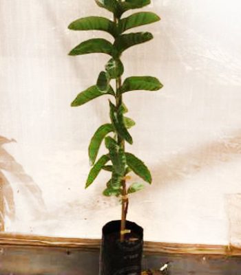 פרת_גויאבה בן דוב_8ל