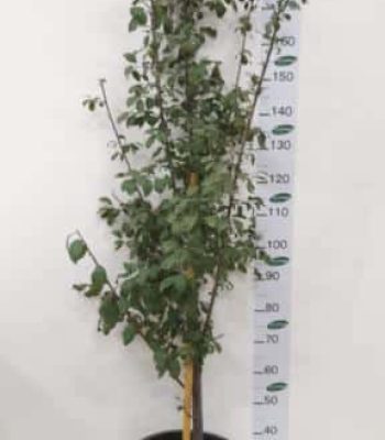 עץ שזית מטלי 25 ליטר למכירה - מחיר