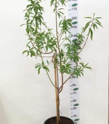 עץ שקדיה אום אל פחם 25 ליטר