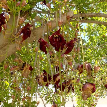 קיגליה-מנוצה-כללי-2