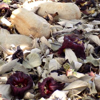 קיגליה-מנוצה-לכלוך