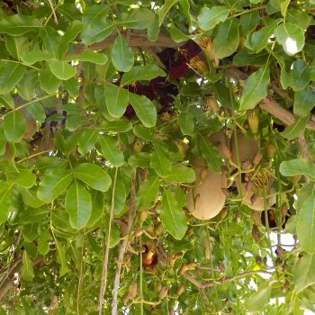 קיגליה-מנוצה-פרחים-עלים-פירות