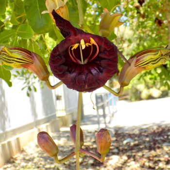 קיגליה-מנוצה-תפרחת