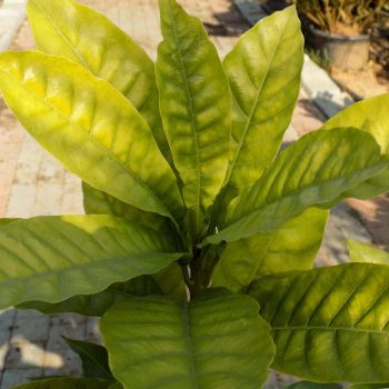 קניסטל_עלים_2