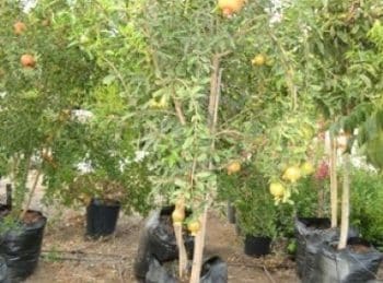 עץ רימון בוגר - עצי פרי בוגרים למכירה | הדר נוי משתלות