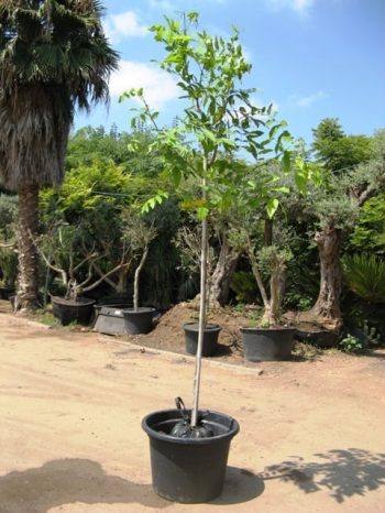 כסייה פיסטולה למכירה - עצי נוי | הדר נוי משתלות