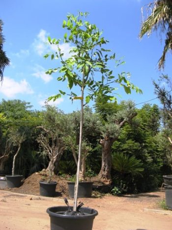 כסייה פיסטולה למכירה - עצי נוי | הדר נוי משתלות