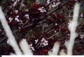 שזיף דובדבני - עצי נוי | הדר נוי משתלות